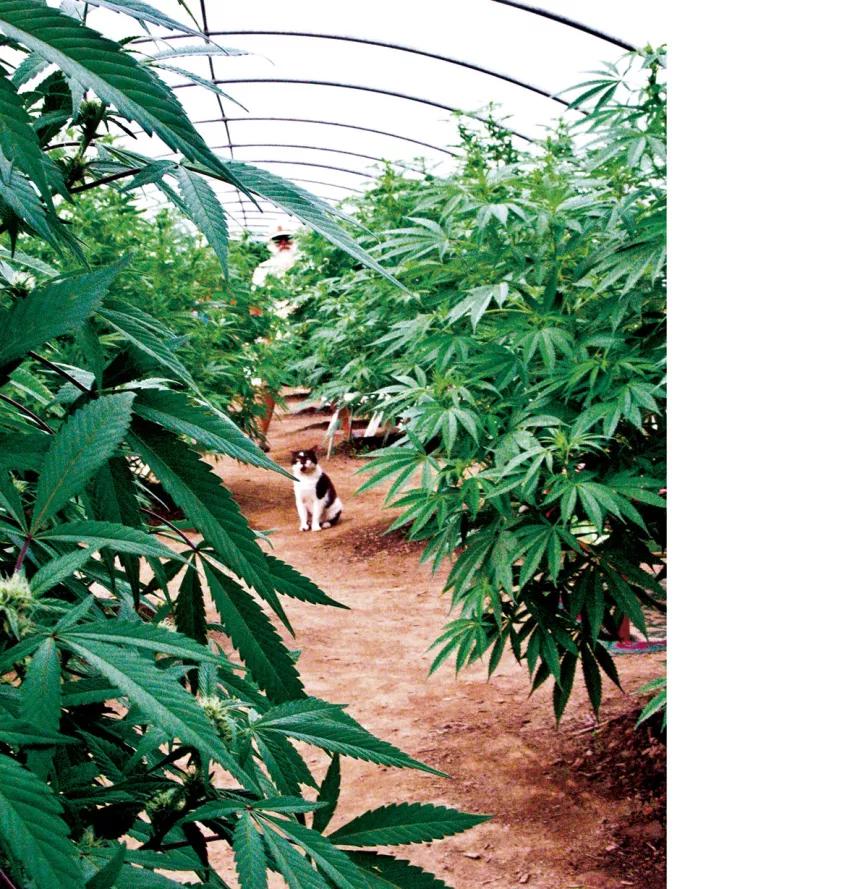 El gato de Tom entre las plantas de marihuana