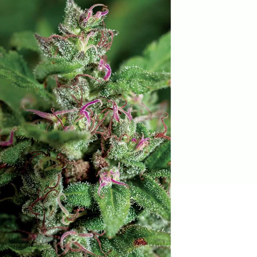 Variedad híbrida cultivada en la Sierra