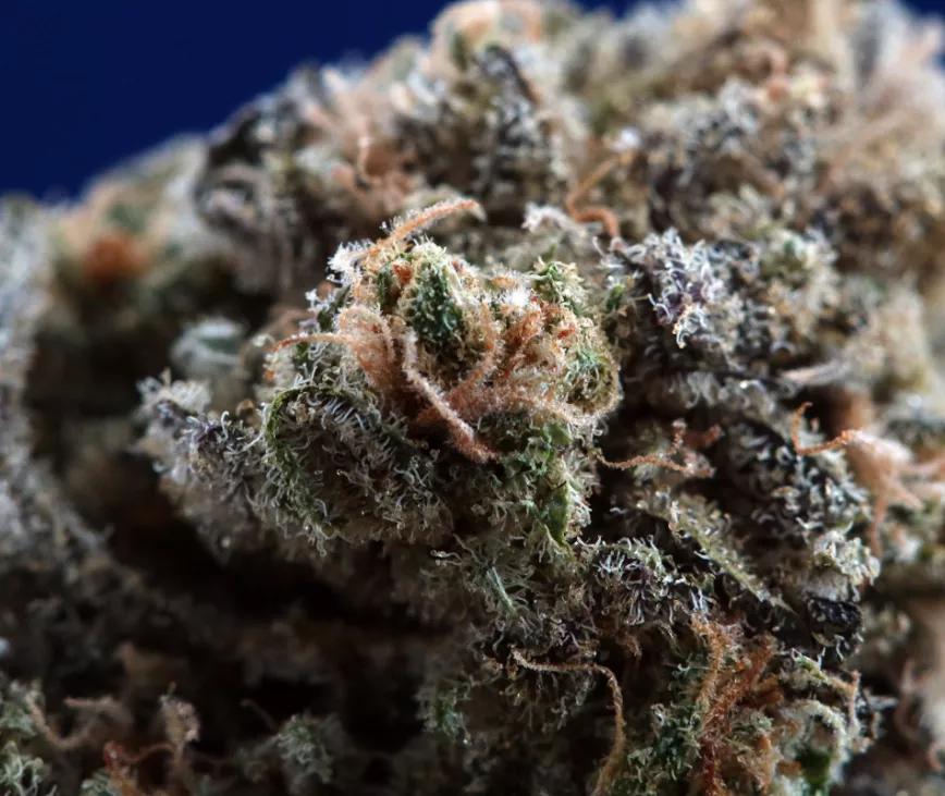 Doble Dream:  Efectos en el cuerpo y en la mente potentes pero que no te dejan K.O. Euforia para la mente y relax físico de tipo medio. Es decir, que te puedes poner a crear como un loco, si es que sabes cómo crear algo. Aprender a crear, muchachitos y muchachitas.