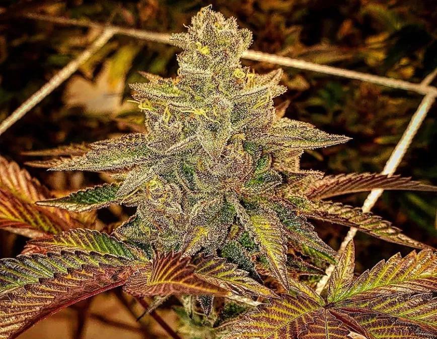 Tropicana Cookies:  No hace falta decir que también es familia-cookie. Se recomienda como variedad para el día: subidón y ayuda a aclarar la mente.