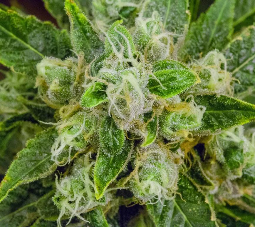 Sour Diesel: Su media de THC está en el 20%. Sour Diesel es otra planta muy conocida por todos, incluso los que no son especialmente conocedores del mundo cannábico. Cruce de Chemdog 91 y Super Skunk.