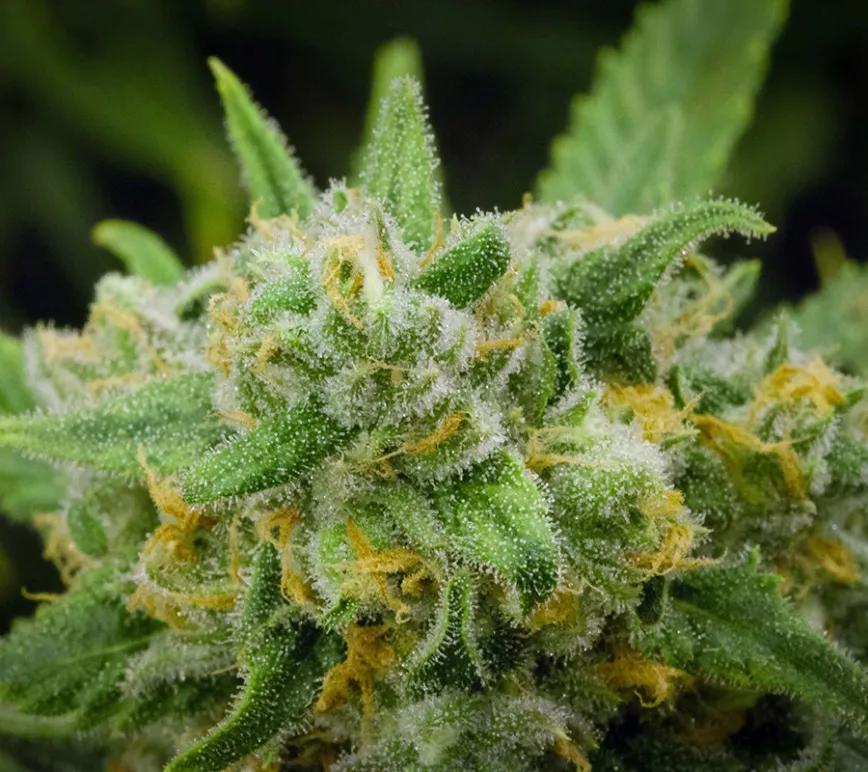 Green Crack: Esta variedad da una buena patada al ánimo y ayuda a concentrarse para ser creativo. Es una híbrida que tienen más de sativa que de índica.