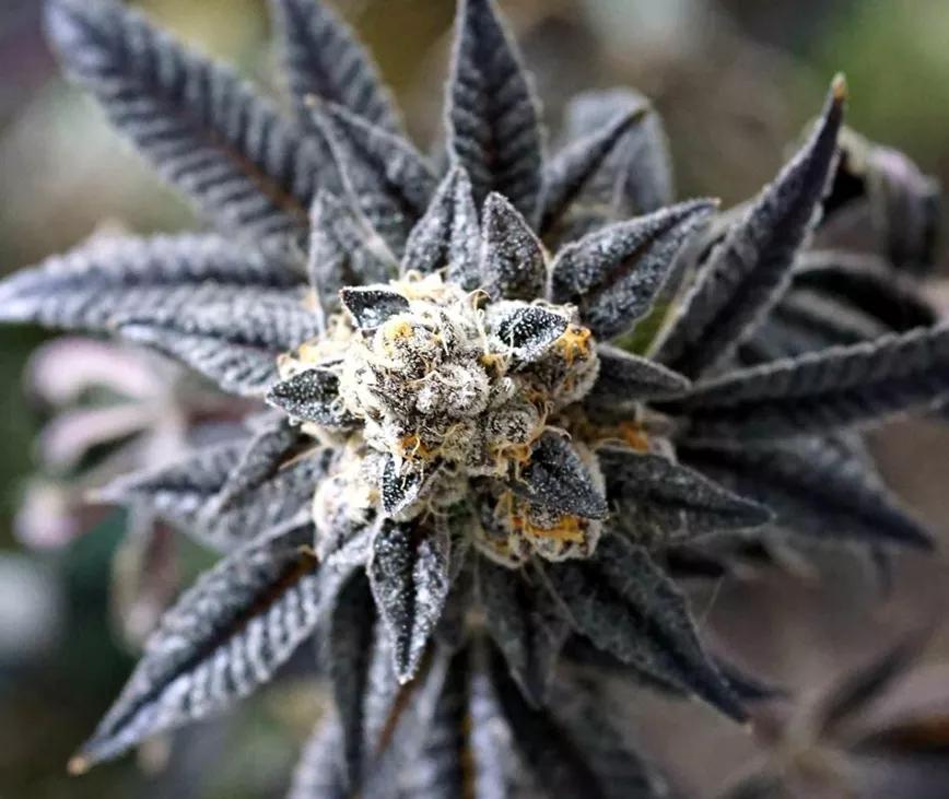 Peanut Butter Breath:  Variedad basada en Mendo Breath hunde sus raíces en OGKB con toques de Do-si-dos que está pensada para gente con una alta tolerancia al THC porque viene muy, muy fuerte.Por el momento solo se pueden comparar las semillas y esto de que es como un diamante hiper lujoso de THC solo lo dicen los que la han creado. Veremos si está entre los mejor del 2020 cuando se acerque el final del año.