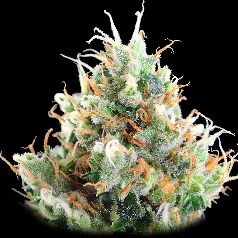 Strawberry Ice:  Una de las más valoradas por los críticos de las que aparecen en esta lista. ¿Te acuerdas de los campos de fresa eternos de The Beatles. Pues aquí los tienes todos juntos. Para siempre. Ven a flotar con nosotros.