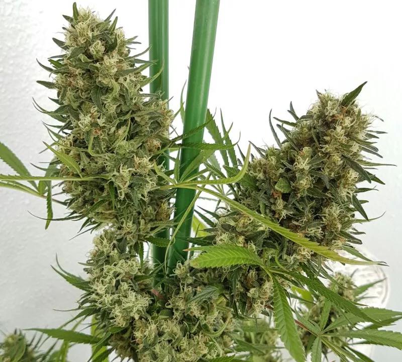 Strawberry Diesel:  Se vienen palabras mayores. Un monumento a la cultura cannábica, el titán de las variedades con sabor a fresa de pedigrí agresivo. Fresa y gasolina, como si fuese el sueño húmedo de uno de los secuaces de Inmortan Joe. Ay, amigo: Witness me!