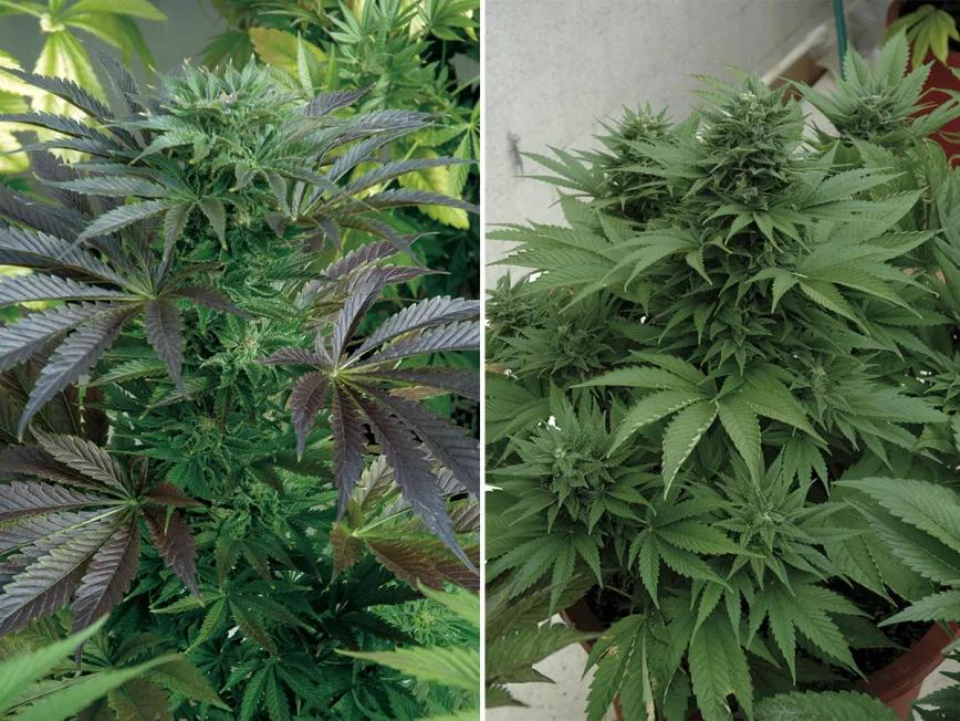 Plantas de cannabis