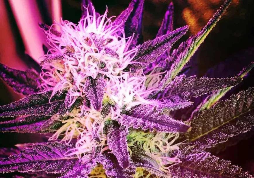 Phantom OG: Sus efectos van desde la sedación a la euforia, según el paladar del consumidor. Sin embargo, sea como sea, suele entrar bien y mantenerte en un estado de felicidad. Va de lujo.