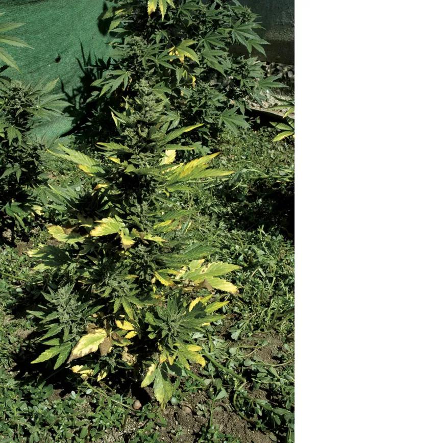 Autofloreciente en suelo