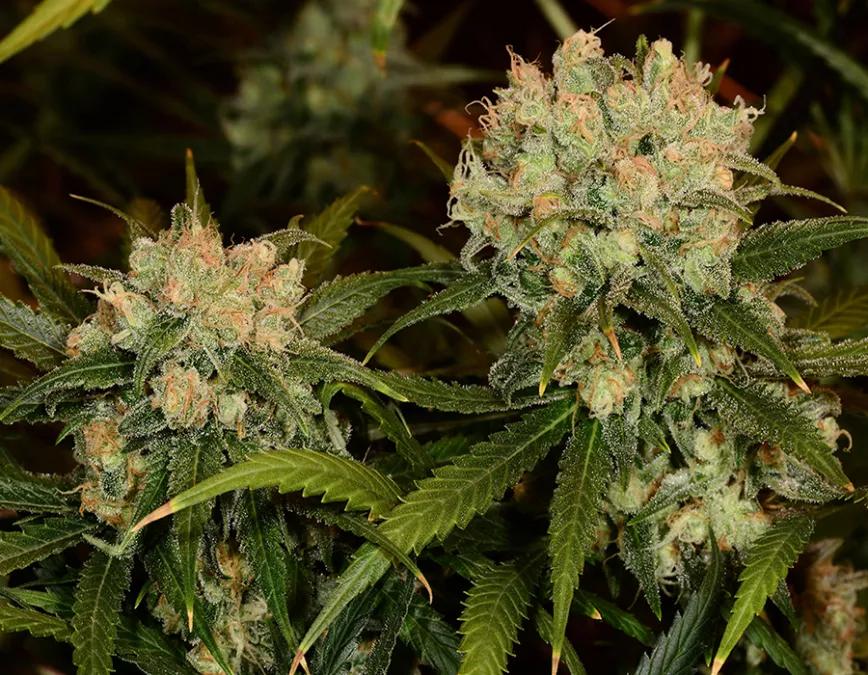 Northern Lights: Es una de las variedades que siempre acaba por colarse en las listas de las mejores variedades de marihuana del mundo. Un subidón tremendo que pega muy rápido y fuerte. Tal vez lo que necesites para un tiempo de reclusión o para pensar que vas a quedar el primero en una maratón pero, al final del día, vas a preferir quedarte en el sofá.