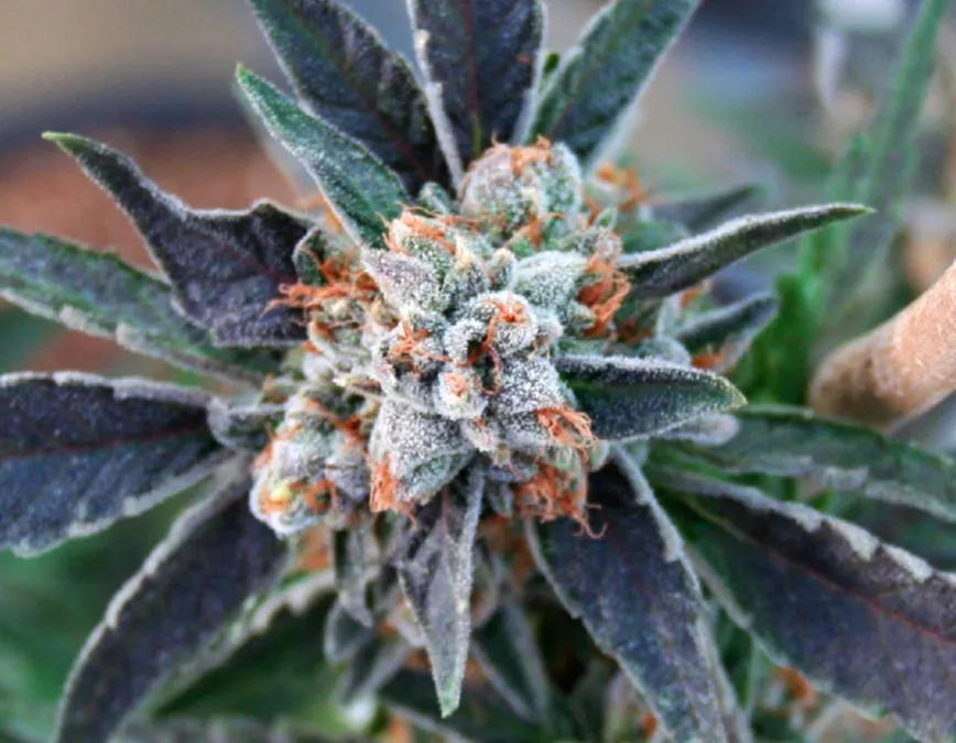 Tahoe OG Kush: Una variedad de OG Kush, seguimos con las clásicas populares. El sabor es un reflejo de su OG con tonos de mirceno, limoneno y cartofileno. Produce relax y ayuda con el dolor.