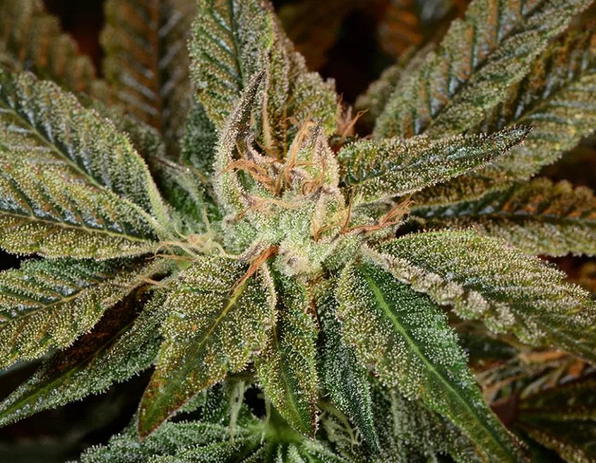 Bubba Kush: Otra de las variedades hiperconocidas en el mundo del cannabis. Lil Wayne es uno de los mayores promotores de esta variedad. Otra variedad potente que te va a poner los pelos de punta, alborotado y con ganas de comerte el mundo. O una magdalena, según la gusa que te de.