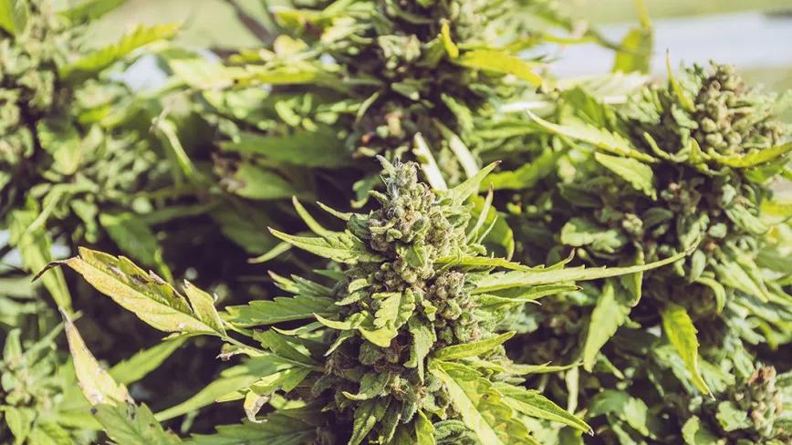 El pH en el cultivo orgánico, causa y solución de algunos de los problemas más comunes en el cultivo