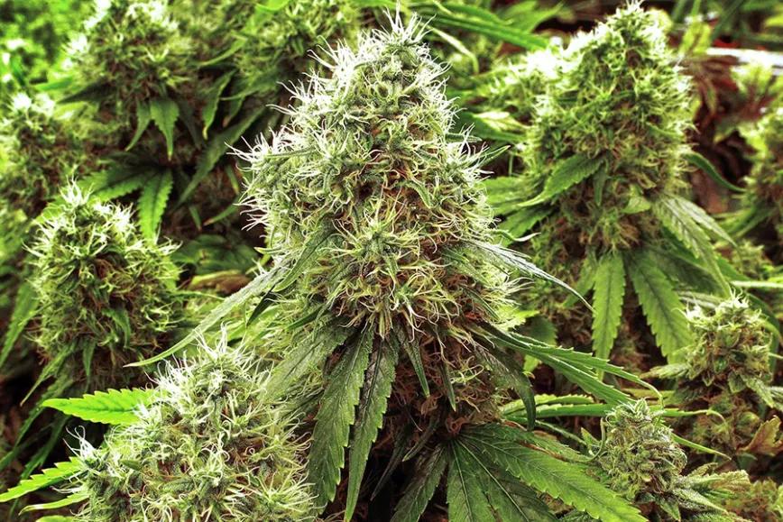 El 90% de la marihuana medicinal es demasiado potente para tratar el dolor