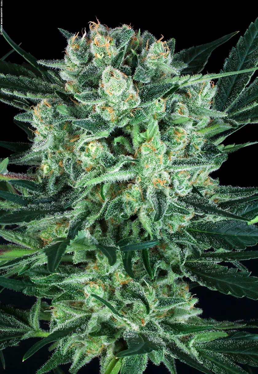 Durga Mata de Paradise Seeds, una de las variedades terapéuticas originales antes de que el uso medicinal del cannabis fuera debidamente apreciado. Foto de GBI.