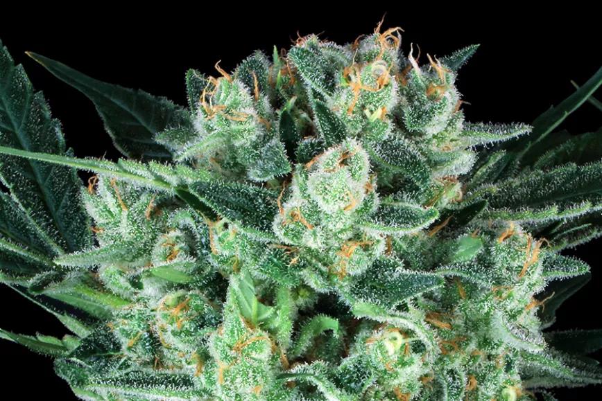 Durga Mata de Paradise Seeds, una de las variedades terapéuticas originales antes de que el uso medicinal del cannabis fuera debidamente apreciado. Foto de GBI.