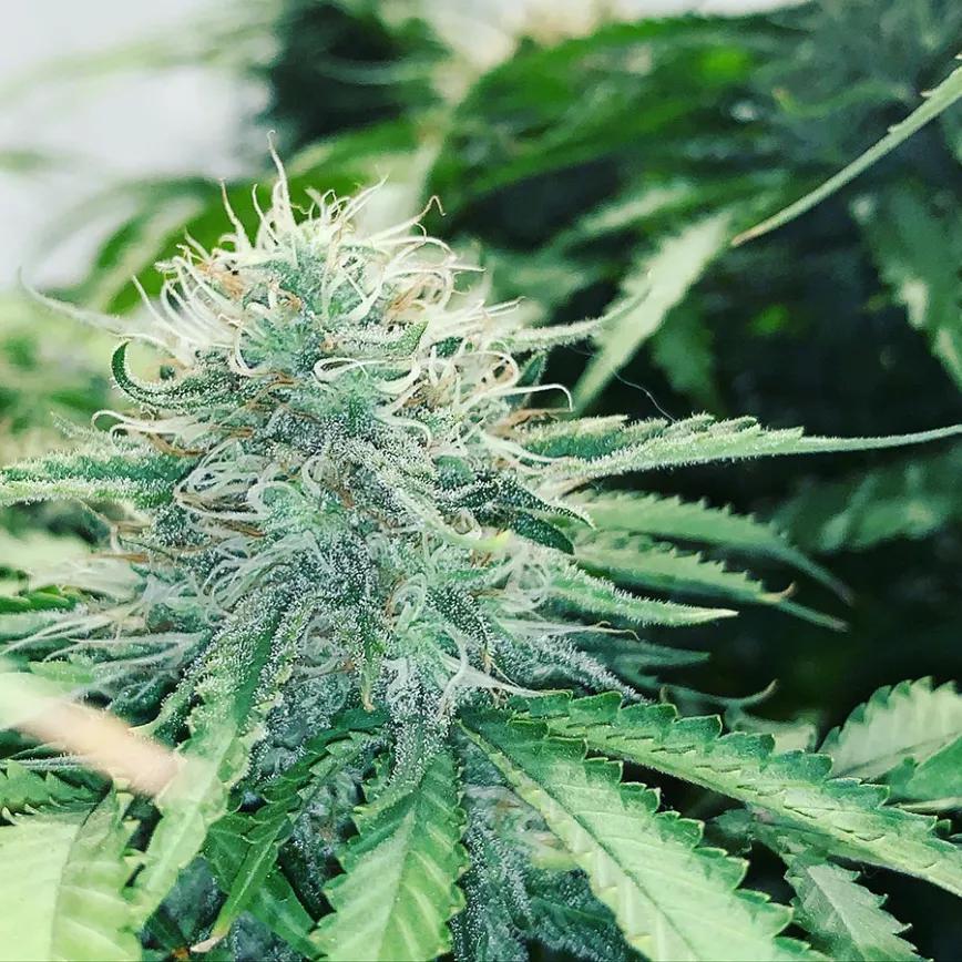 Morpheus: Todo lo que debes saber sobre esta variedad con alto potencial medicinal y resinosas cosechas 