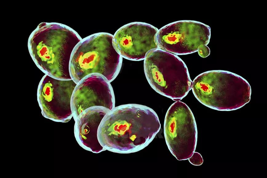 Logran una levadura que excreta grandes cantidades de psilocibina