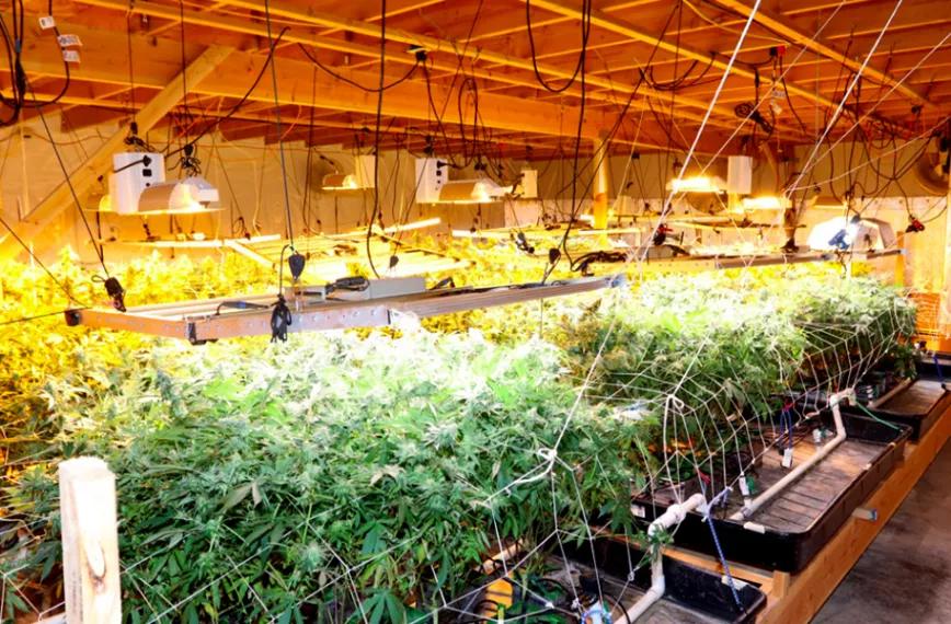 Policía de Las Vegas bate un record y confisca 8.6 millones en cannabis