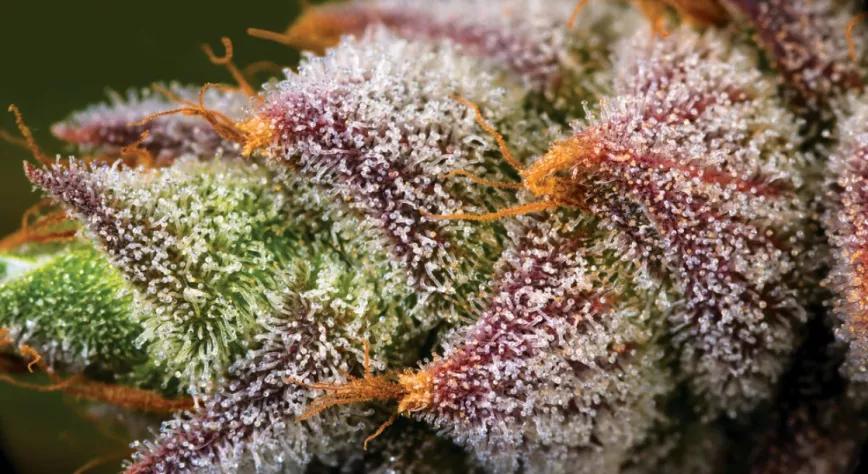 “Mimosa”, ¿la variedad preferida de los cocineros?