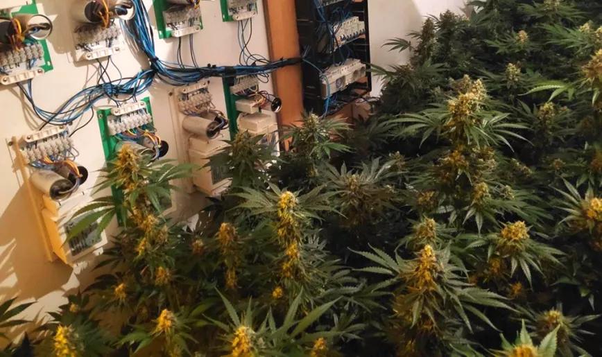 Saca el cadáver de su madre a la calle para que no descubran su plantación de marihuana