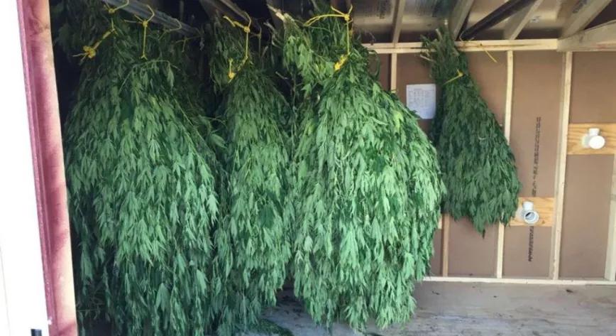 Pillan a una persona después de que diese un tour guiado a la policía por su granja de cannabis