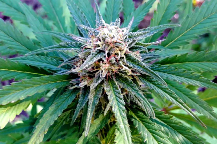 “Black Mamba”, ¿Tan potente como la serpiente?