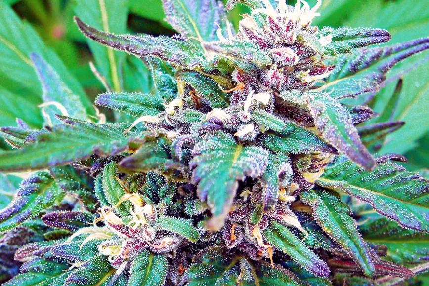 Blueberry, la estirpe de la variedades “azules”