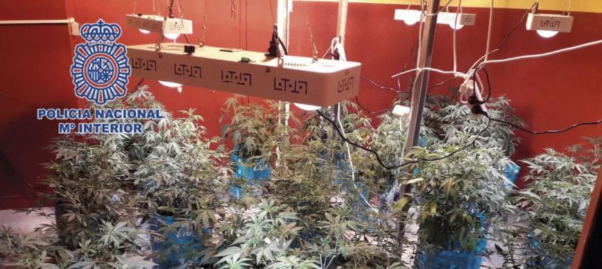 Plantación de cannabis