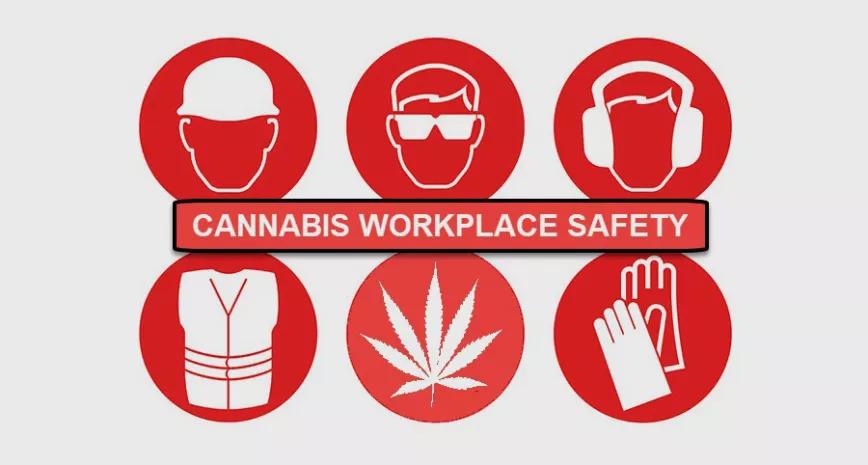 Los fumetas no se accidentan más en los trabajos