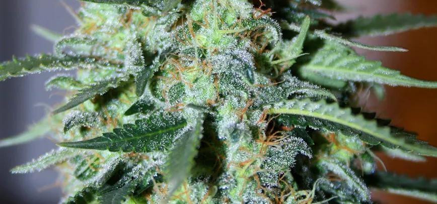 White Widow, ¿A qué se debe su popularidad?