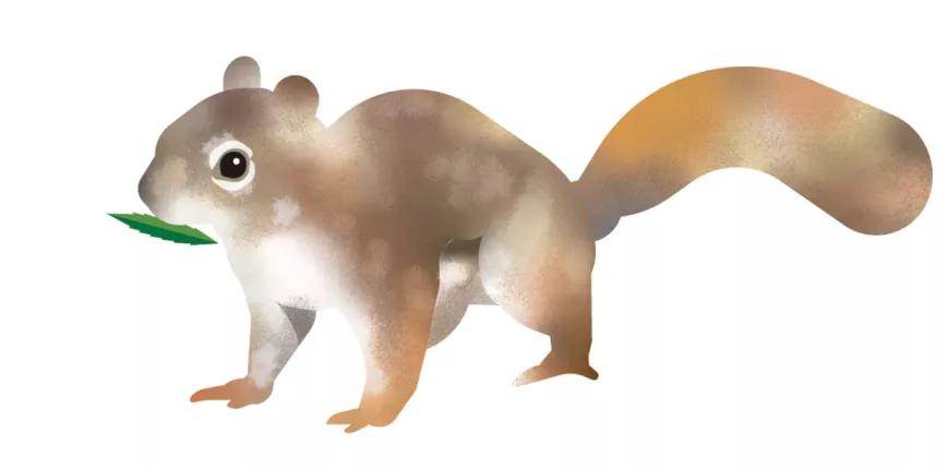 Ilustración Ardilla