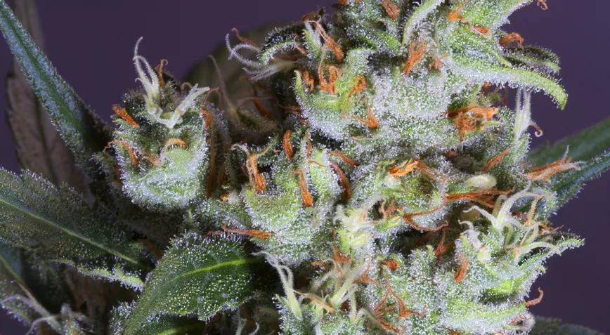 ¿Qué hay en tu marihuana? Conoce toda la verdad acerca del cannabis contaminado