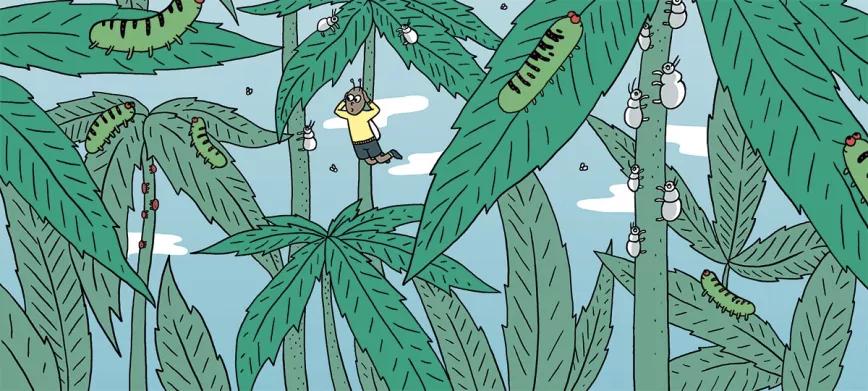 Ilustración: 10 consejos plagas