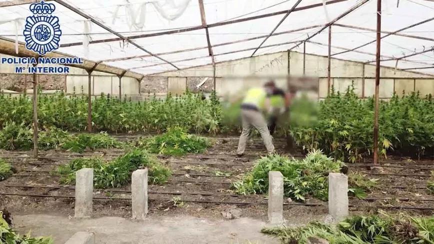 Incautadas 18.081 plantas de marihuana en tres viveros de Vélez-Málaga