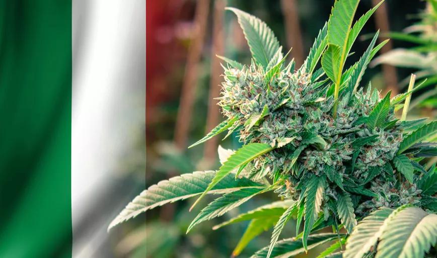 Aumenta el uso de CBD en Italia