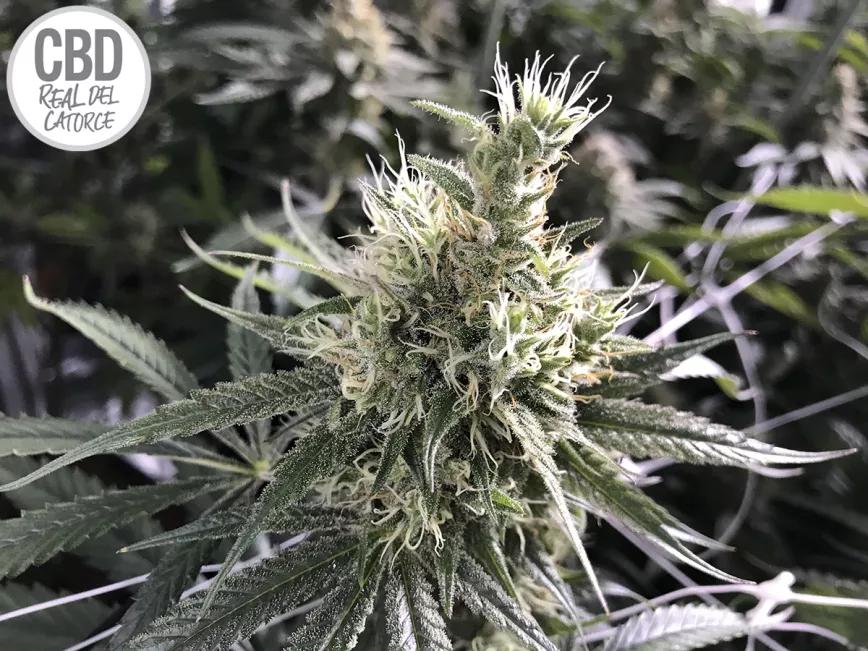 Darbuka CBD semillas de marihuana