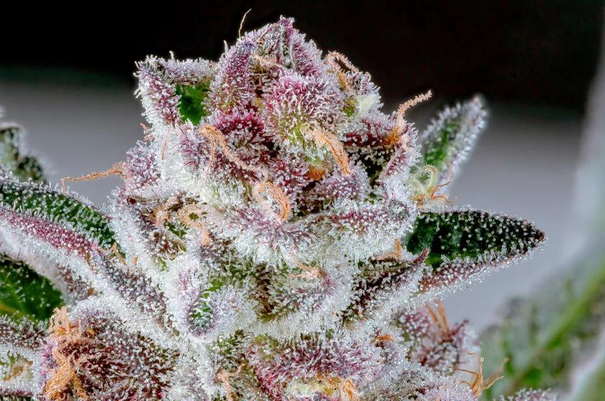 5 variedades de color púrpura que no harán que te quedes dormido