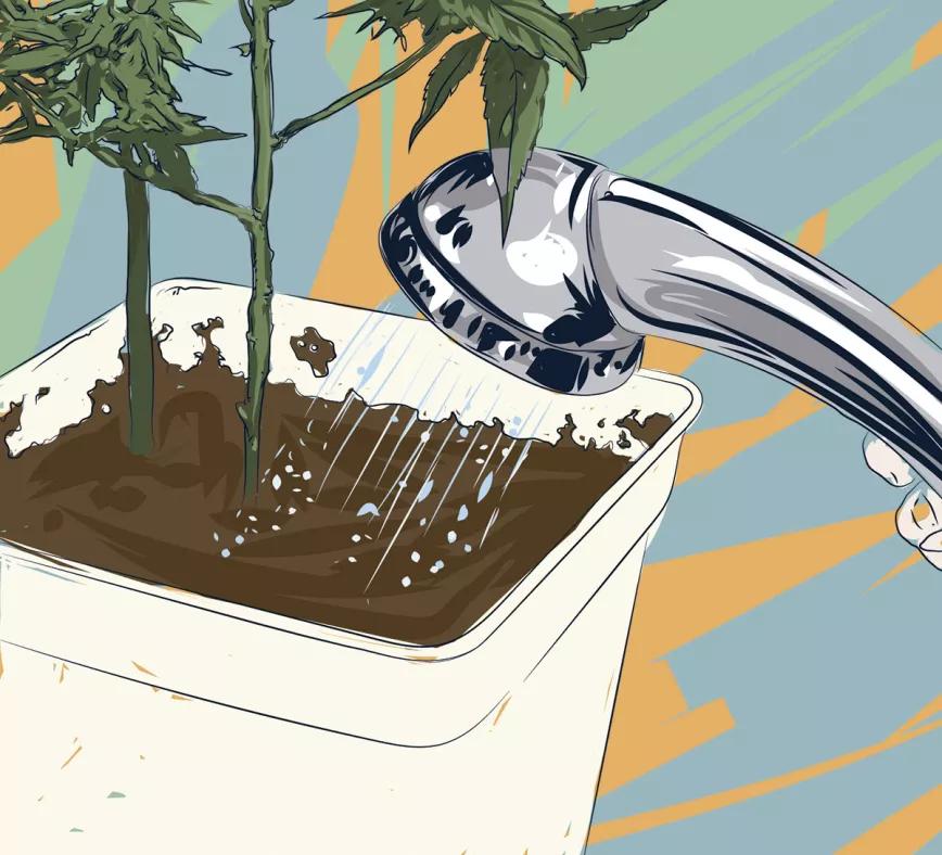 Ilustración: Lavado precosecha