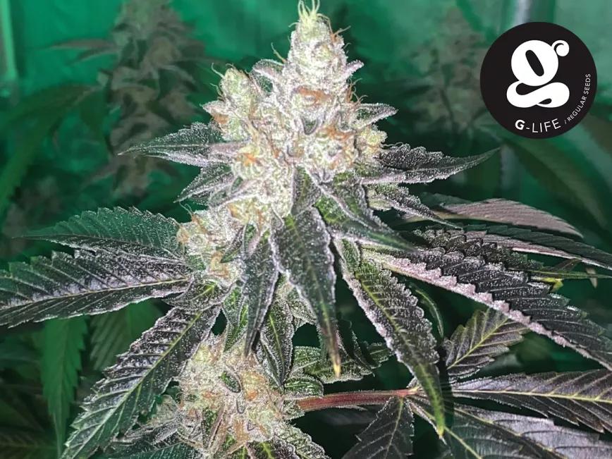 G-life Regular Seeds