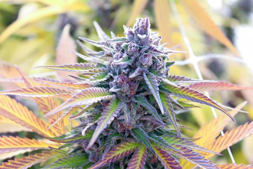 Venom OG, el veneno para la cura