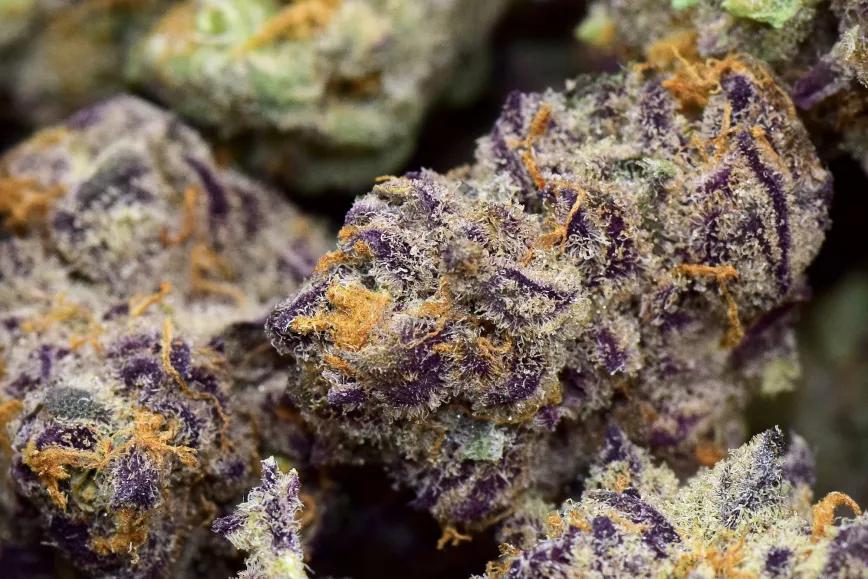 “Purple Punch”, variedad de impacto al mentón