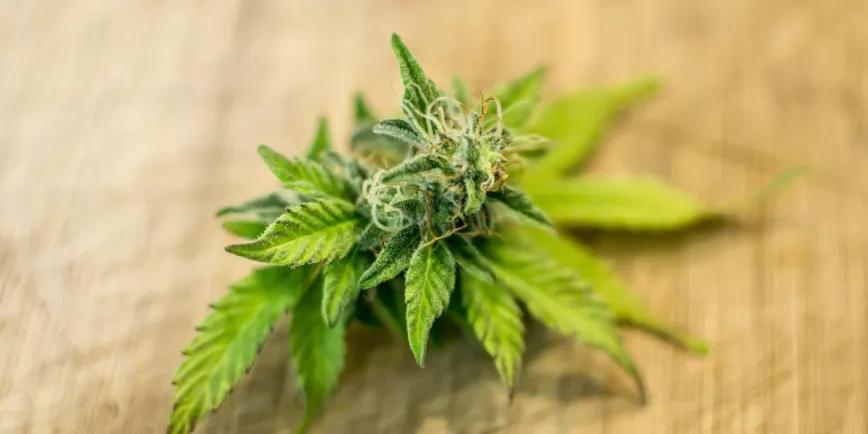 Principios del uso responsable del cannabis