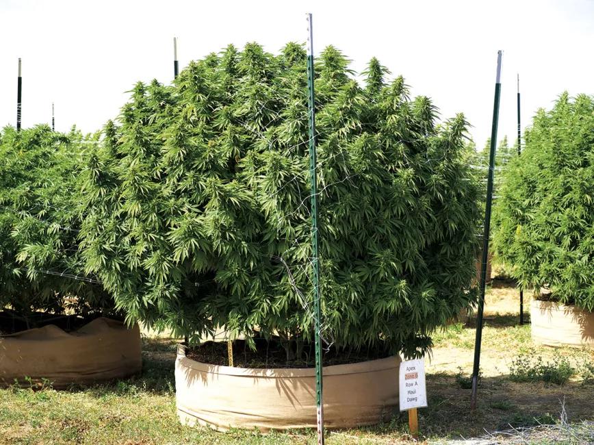 Planta de cannabis