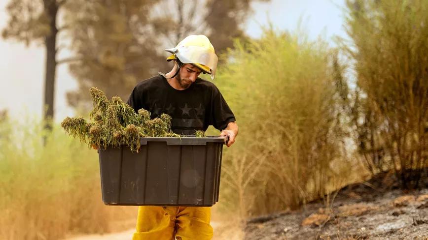 Incendios en California amenazan una gran zona con plantaciones de cannabis