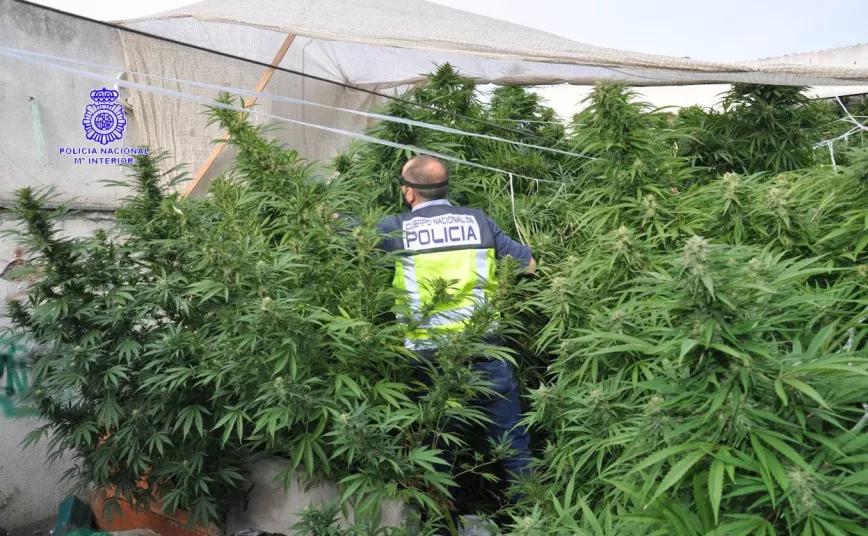 Imagen de una intervención policial en una plantación de marihuana