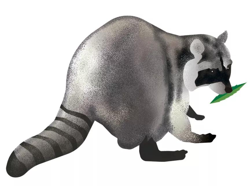 Ilustración: Mapache