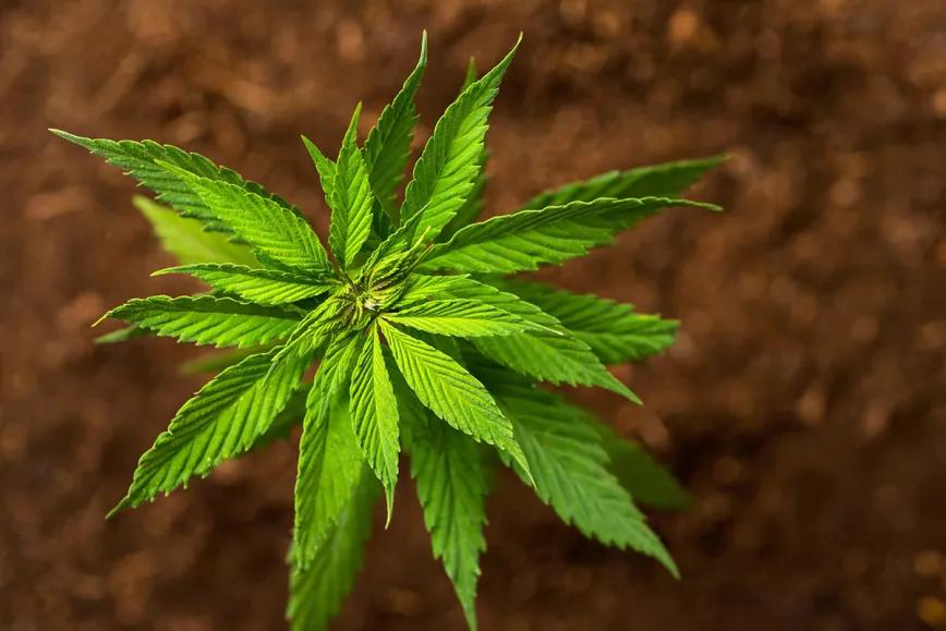 ¿Por qué el 0,3% THC es el estándar máximo para el cáñamo?