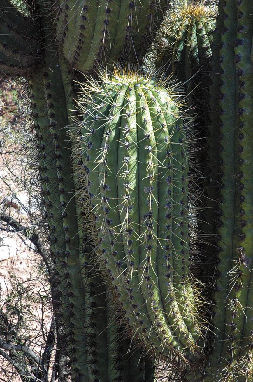 Trichocerus Pachanoi