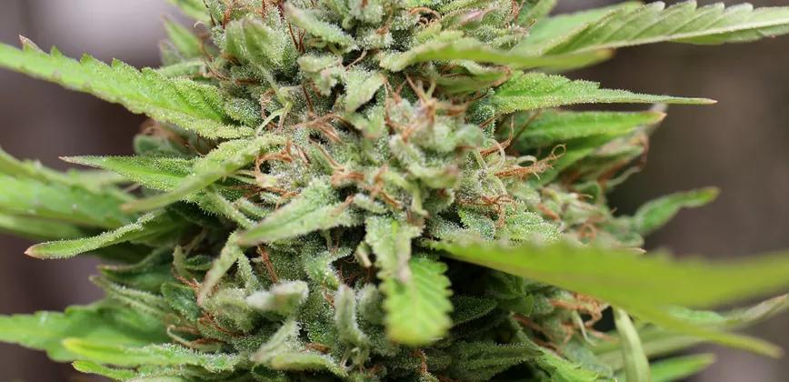 Lo mejor de la cosecha de 2020