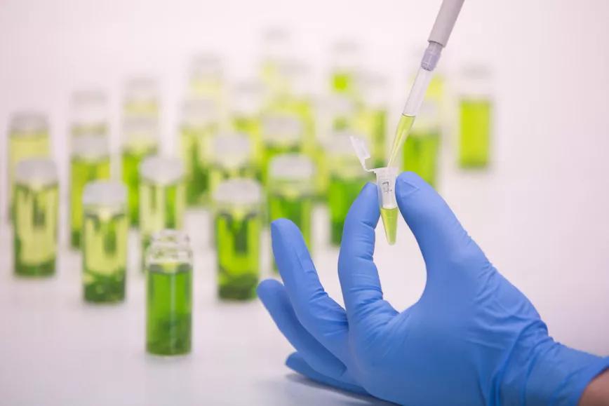 Dos investigadores catalanes descubren 16 nuevos cannabinoides 